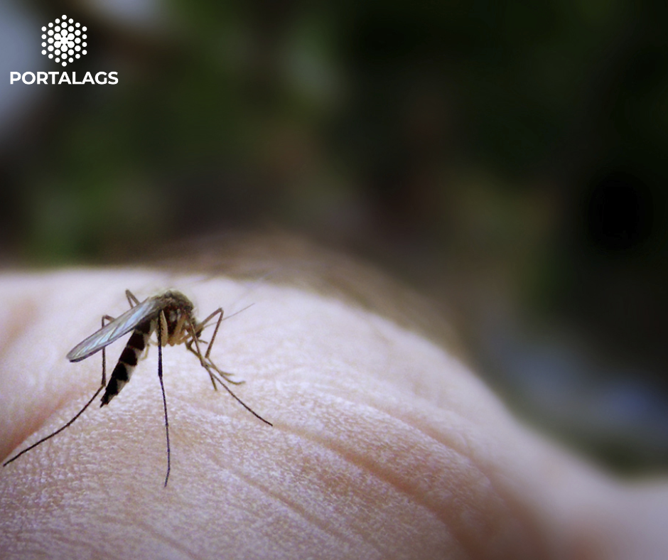 Estudio del CSIC indica una relación entre el aumento de mosquitos y el agua estancada en fuentes y alcantarillas