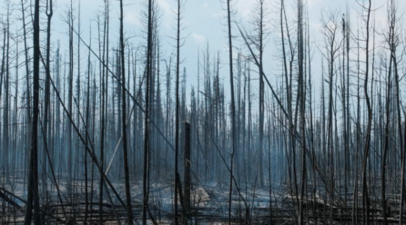 Los incendios forestales en el oeste de Canadá generan evacuaciones masivas